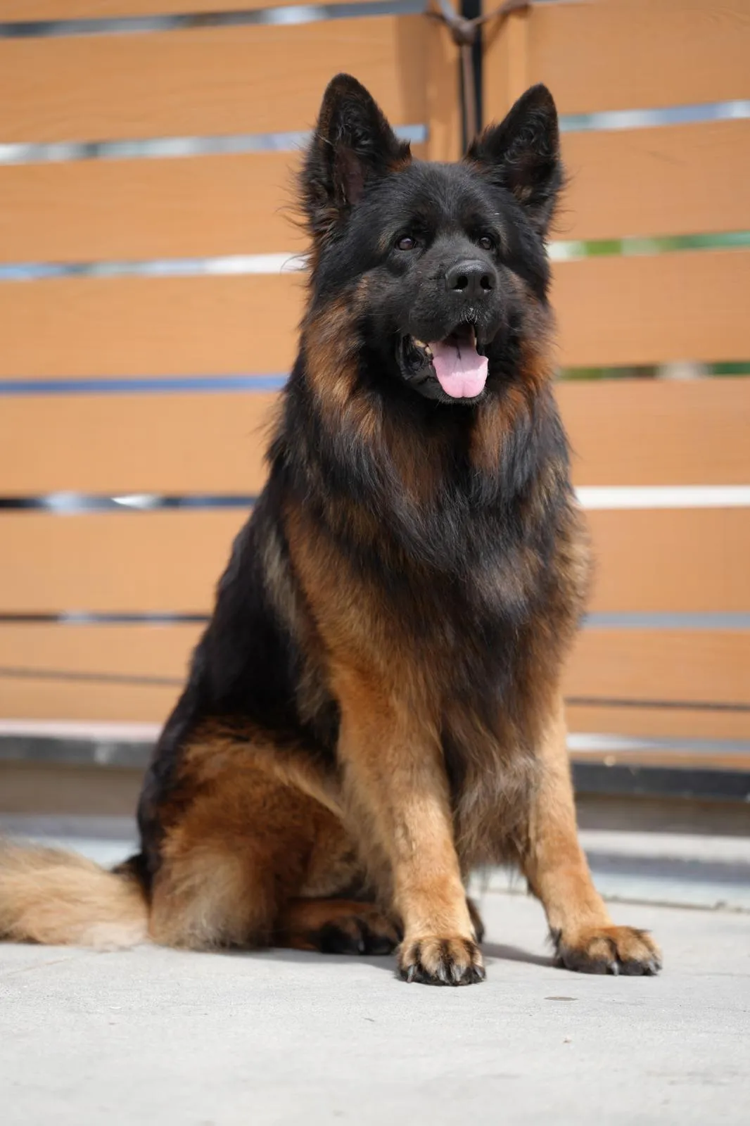 Black and red long haired German Shepherd raised by Royal Tribes K9 long haired German Shepherd breeders.
