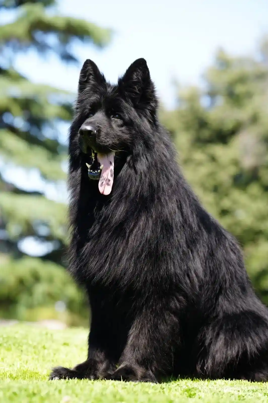 ADMIRAL z Siedliska Tim, an adult black long haired German Shepherd featured by Royal Tribes K9 long haired German Shepherd breeders.