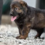 Veneno sable Long Coat German Shepherd puppy at Royal Tribes K9 – gallery photo 6.