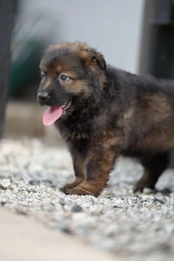 dog anxiety signs in a young German Shepherd puppy