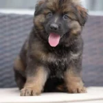 Veyron German Shepherd puppy for sale