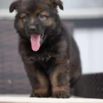 Veneno sable Long Coat German Shepherd puppy at Royal Tribes K9 – gallery photo 3.
