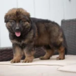 Veyron male sable German Shepherd puppy