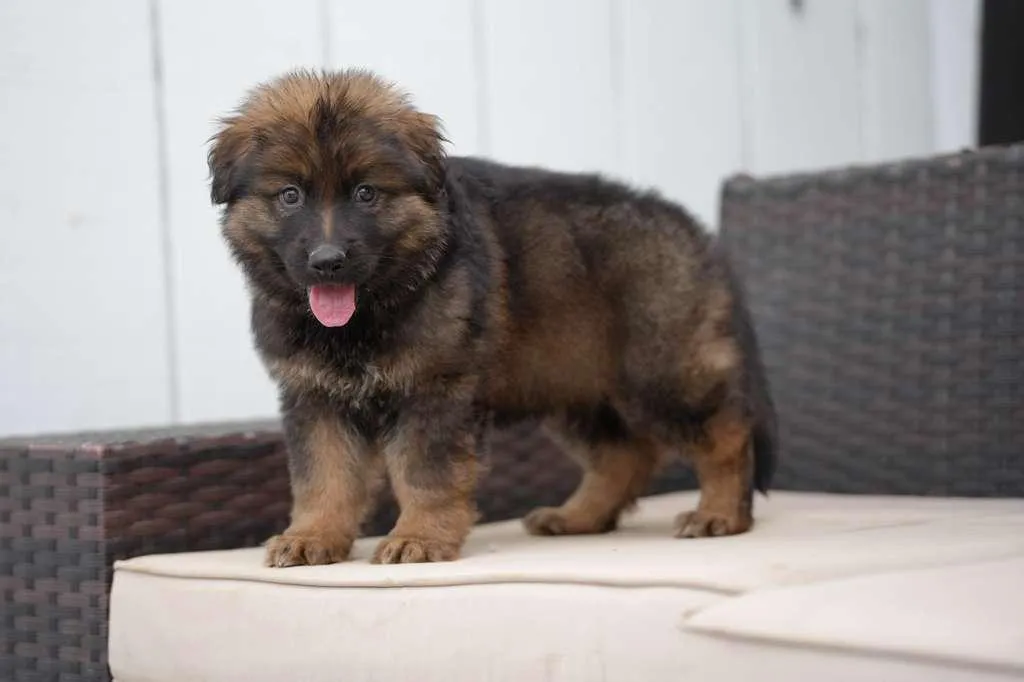 German Shepherd dog with early corneal changes from pannus