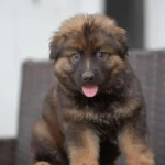 Veyron sable long coat German Shepherd puppy