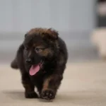 Veneno sable Long Coat German Shepherd puppy at Royal Tribes K9.