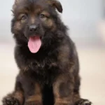 Veneno sable Long Coat German Shepherd puppy at Royal Tribes K9 – gallery photo 4.