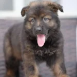 Veneno sable Long Coat German Shepherd puppy at Royal Tribes K9 – gallery photo 7.