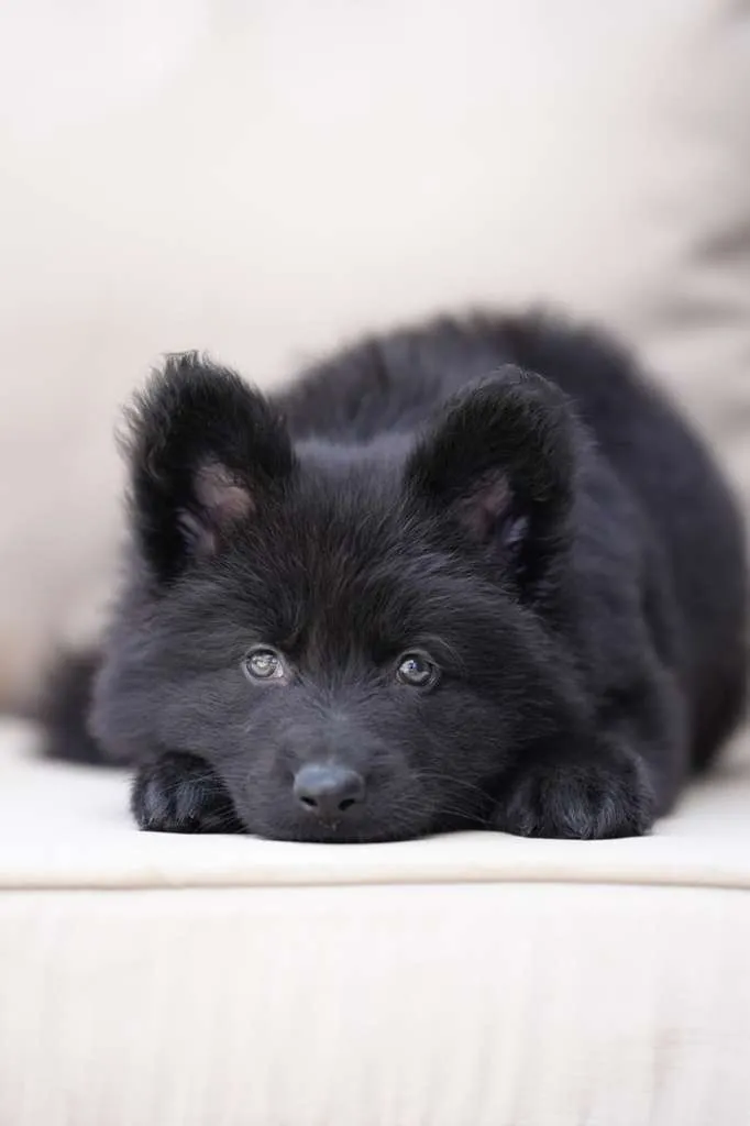 dog separation anxiety shown by a German Shepherd focused on the exit
