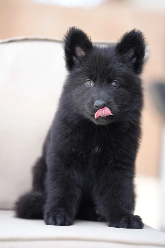 German Shepherd puppy development during teething and ear growth