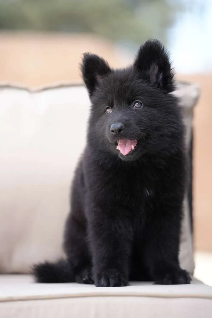 German Shepherd puppy sleep schedule by age