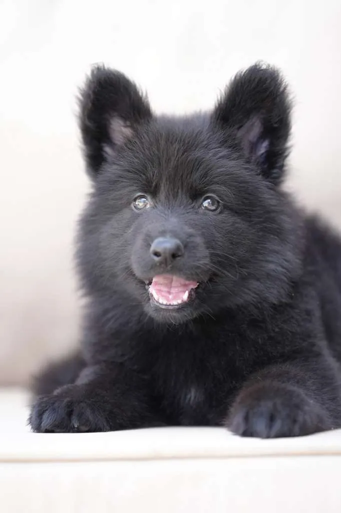 German Shepherd dog eating calmly to reduce bloat risk