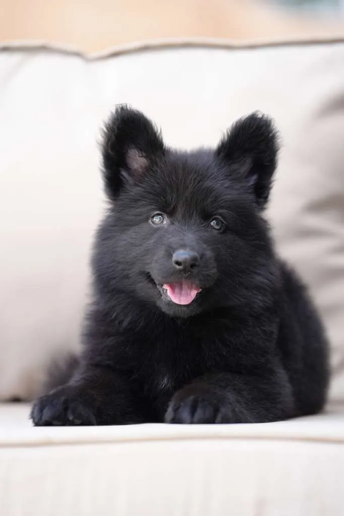 dog breeder documents and payment details being verified
