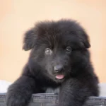 Vulcan full black German Shepherd puppy standing