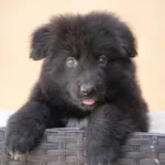 Vulcan long haired black German Shepherd puppy portrait