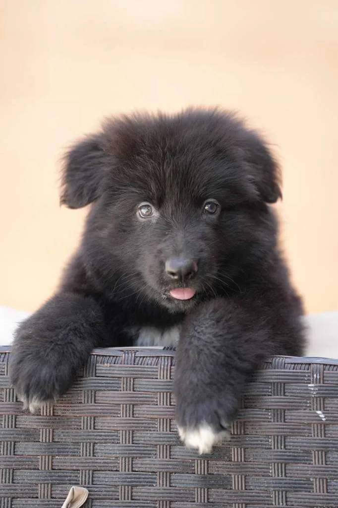 German Shepherd dog at a veterinary exam for perianal fistulas