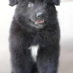 Vulcan female black German Shepherd puppy