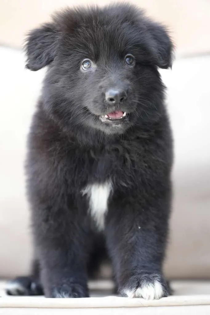Vulcan female black German Shepherd puppy