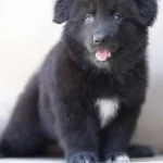 Vulcan full black long coat German Shepherd puppy