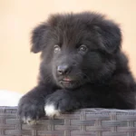 Vulcan German Shepherd puppy for sale
