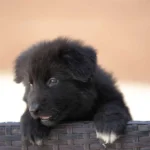Vulcan female full black German Shepherd puppy sitting