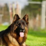 ELI Gregor Land adult German Shepherd