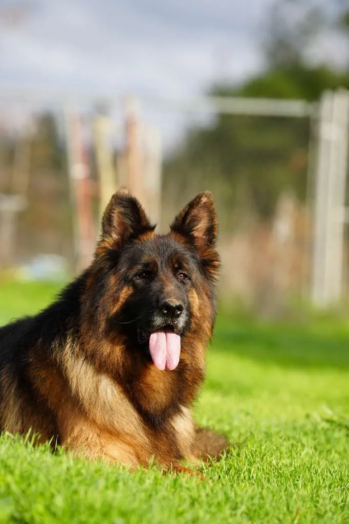dog hind leg weakness affecting an older German Shepherd