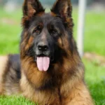 ELI Gregor Land 4-year-old German Shepherd female
