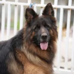 ELI Gregor Land imported German Shepherd from Poland