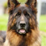 ELI Gregor Land adult female German Shepherd