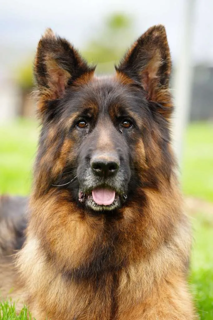 German Shepherd dog having its eyes checked during a veterinary exam