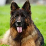 ELI Gregor Land German Shepherd for sale