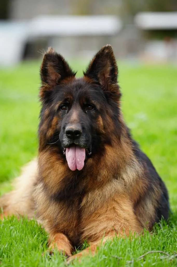 ELI Gregor Land German Shepherd for sale