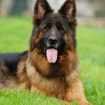 ELI Gregor Land spayed female German Shepherd