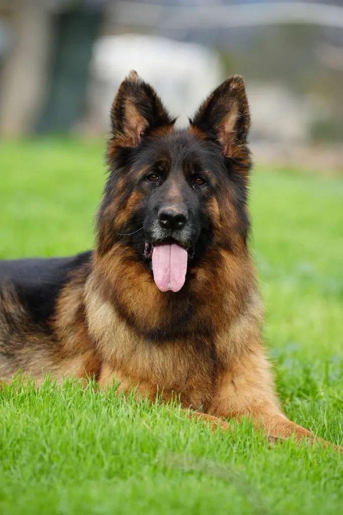 German Shepherd dog at a veterinary exam for digestive problems