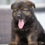 Veneno sable Long Coat German Shepherd puppy at Royal Tribes K9 – gallery photo 5.