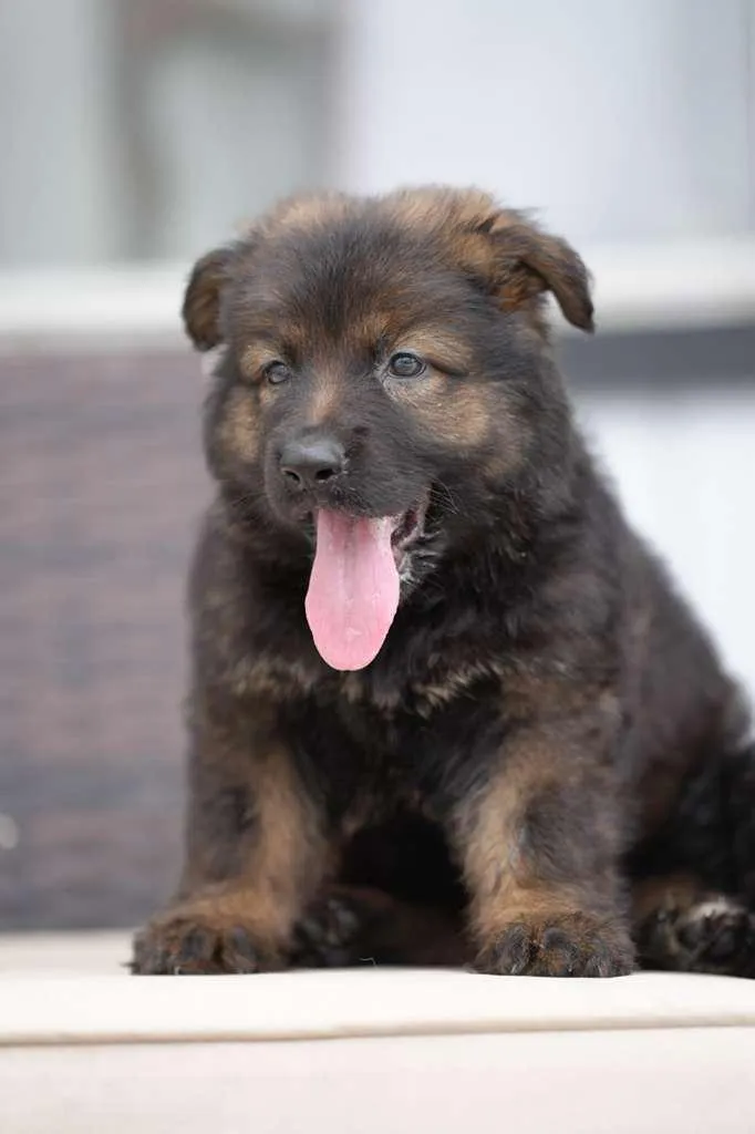 family meeting a German Shepherd puppy while discussing ancestry and health history