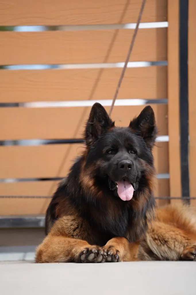 reverse image search for stolen German Shepherd puppy photos