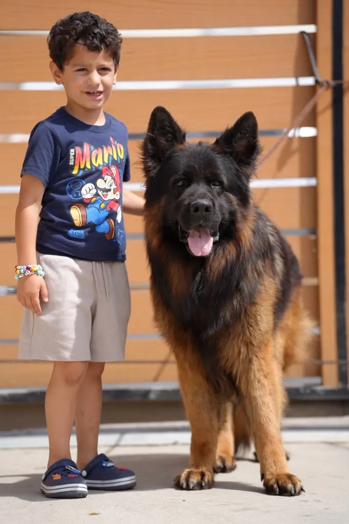 dog genetics behind a German Shepherd breeding decision