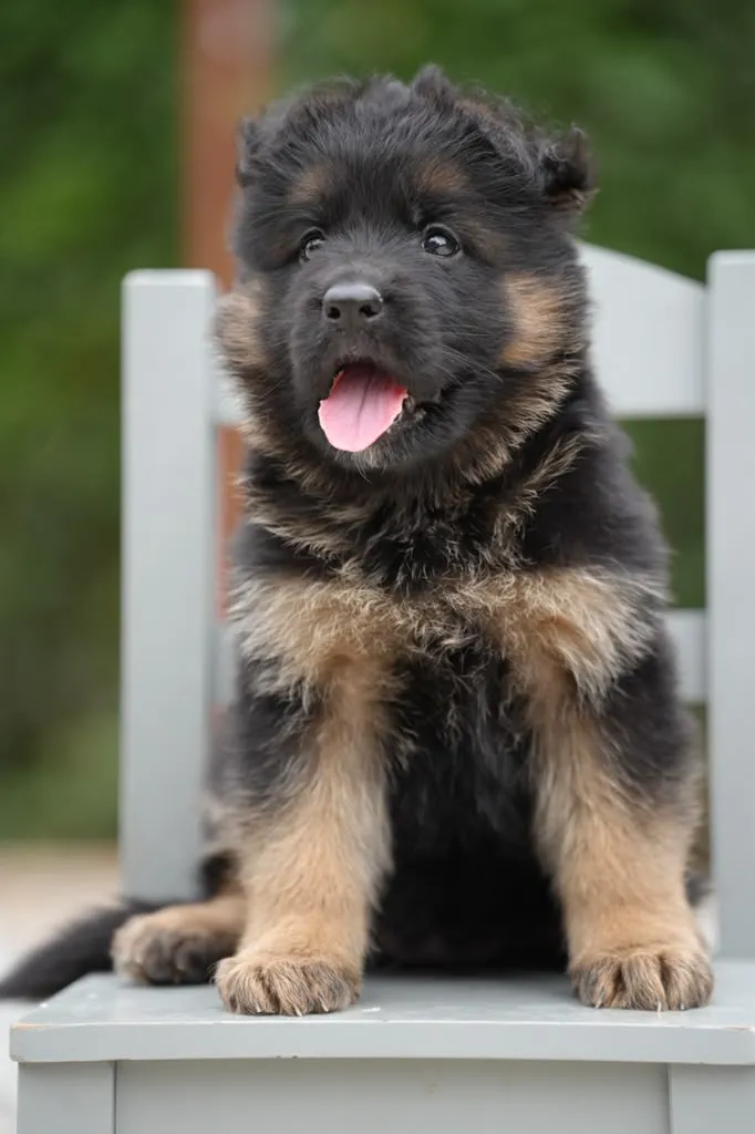 Cleo Royal Tribes K9