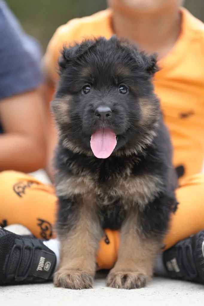 checking German Shepherd breeder records